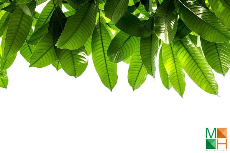 Tranh dán tường cho phòng khách đẹp tại Hà Nội NA - 071